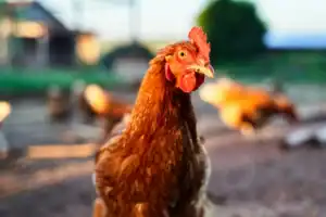 Gamme nutrition animale